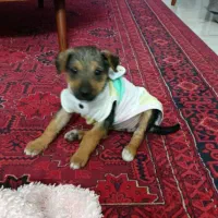 توله سگ چهار چشم آماده رفتن به خونه خوشبختی