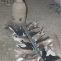 کبوتر