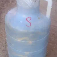 خیار شور ویژه درجه یک