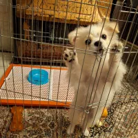 سگ پامر خرسی نر