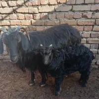 بز بابزغاله نر