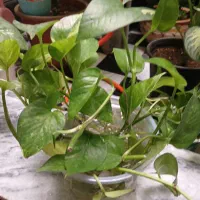 گلها ی زیبا