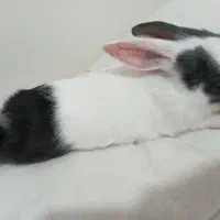 بچه خرگوش|موش و خرگوش|پرند, فاز ۶|دیوار