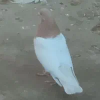 کبوتر‌کله‌ای