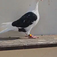 کبوتر|پرنده|برازجان, |دیوار