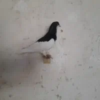 یال سیاه ماده