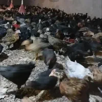 جوجه مرغ جهادی