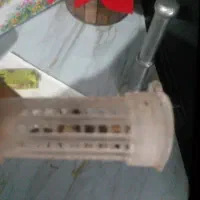 ملکه کارنیکا بارور شده