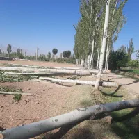 خرید درخت خریدار .چوب در باغات شما|خدمات باغبانی و درختکاری|مرند, |دیوار