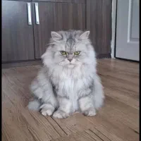 گربه نیه زمین تعمیرکارانه