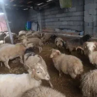 گوسفنده قربانی