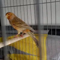 قناری دارچین سرخ نر