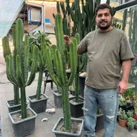 فروش کاکتوس افوربیا،ساکولنت،گلدان،کود