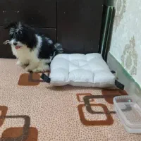 سگ میکس سگ پامر و شیتزو|سگ|پرند, فاز ۶|دیوار