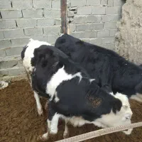 تلیسه سیمینتال گوساله چاق|حیوانات مزرعه|وحیدیه, |دیوار