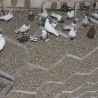 تعدادی کبوتر پرشی درجه یک