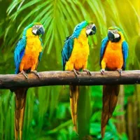 طوطی، راهب ،کاکادو، لوری، آمازون|پرنده|تهران, دردشت|دیوار