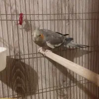 عروس هلندی با قفس