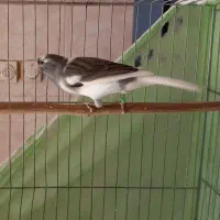 قناری نر و ماده|پرنده|مشکیندشت, |دیوار