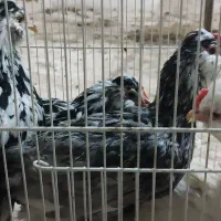 مرغ خروس لاری و گلین ریشو توسی خال سوزنی|حیوانات مزرعه|قم, نوبهار|دیوار
