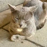 گربه گمشده|حیوانات|رشت, سعدی (تختی)|دیوار