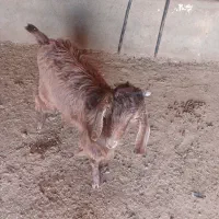 بزغاله نر ومیش ابستن|حیوانات مزرعه|همدان, |دیوار