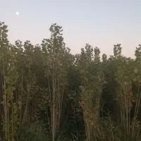 صنوبر ترکیه|عمده‌فروشی|میاندوآب, |دیوار