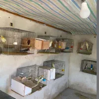 فروش انواع عروس هلندی|پرنده|کتالم و سادات شهر, |دیوار