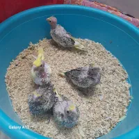 جوجه۱ماهه طوطی برزیلی با سه ماهه.عروس ۱ماهه و۳ماهه|پرنده|اسلام‌شهر, مطهری|دیوار