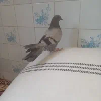 شکار شماره موبایل|پرنده|مهریز, |دیوار