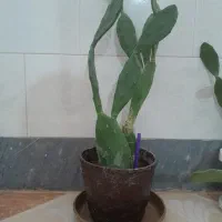 معاوضه گل کاکتوس باگل های دیگر|گل و گیاه طبیعی|مرودشت, ژیان|دیوار