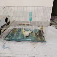 عروس هلندی جفت