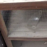 قفس پرندهلوازم چانبی