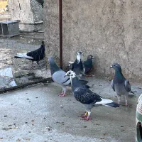 گلی دم سرخ بهبهانی|پرنده|شیراز, تل حسین‌آباد|دیوار