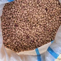 لوبیا چیتی