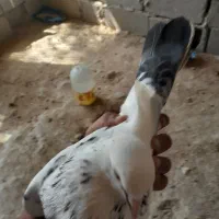 کبوتر
