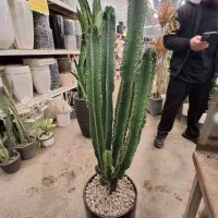 کاکتوس افوربیا|گل و گیاه طبیعی|مشهد, نیروی هوایی|دیوار