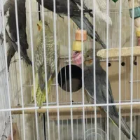 عروس هلندی|پرنده|چمران, |دیوار