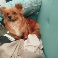 سگ پا کوتاه