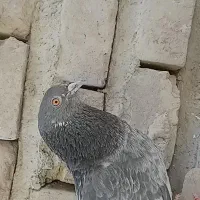 کبوتر پرشی|پرنده|ایرانشهر, |دیوار
