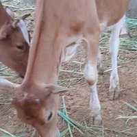 گاوگوساله نذری مناسب ماه محرم گوسفند بز بره گاومیش|حیوانات مزرعه|اهواز, گلستان|دیوار