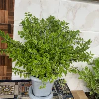 گل برق قاشقی|گل و گیاه طبیعی|خشکبیجار, |دیوار