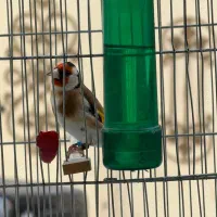 ۳۰تاسره تمام به شرط نر تضمینی گلچین شده