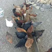 بیست تا مرغ تخم گذار و دو خروس