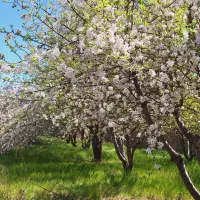 فروش زمین، باغ و باغچه در دشت ارژن شیراز