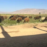 حیوانات مزرعه|حیوانات مزرعه|شیراز, حومه شیراز|دیوار