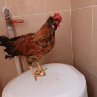 فروش خروس گلین