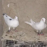 پرنده