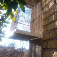 قفس پرنده قناری مرغ عشق