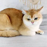 شهر گربه های اشرافی (پرشین بریتیش اسکاتیش)|گربه|اصفهان, جلفا|دیوار